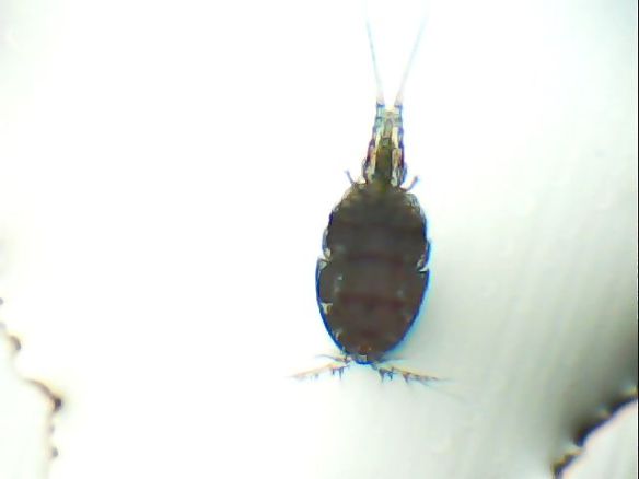 Cyclopoid sp.