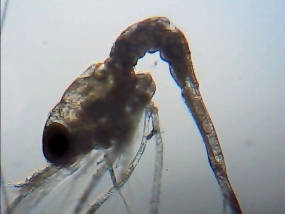 larva de gamba